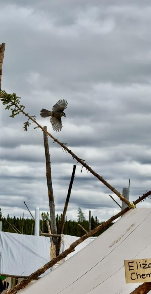 A wiskichak (gray jay) is captured mid-flight, wings outstretched, as it flies toward a tent pole. The wooden tent structure and nearby tents are visible, set against a cloudy sky. The bird is believed to bring good luck.