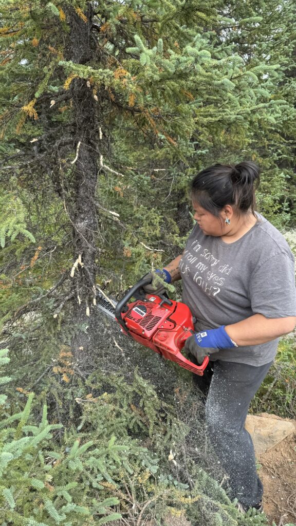 A Naskapi woman is seen holding a bright red chainsaw, working at the base of a spruce tree. She's wearing gloves and safety gear while cutting down the spruce boughs. Behind her, the forest is dense, and orange-tinged needles show signs of early fall.