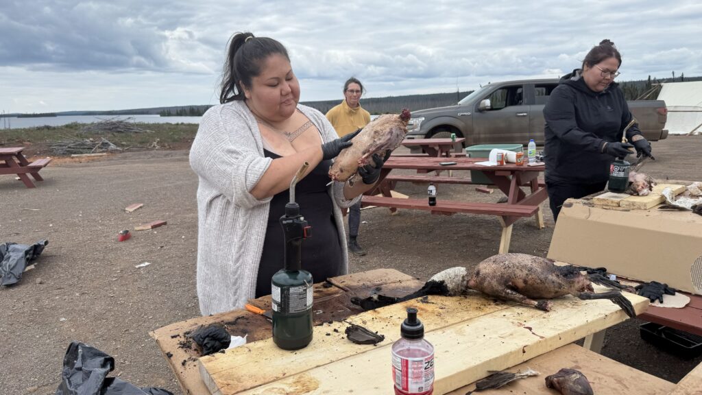 A woman wearing a light gray cardigan stands in front of a wooden table, holding a goose in her hands as she prepares to burn the feathers off with a blowtorch. She is focused on the task, wearing black gloves for protection. Behind her, another woman, also holding a blowtorch, works on another goose at the same table. The ground around them is dirt and there are picnic tables in the background. The setting is outdoors, with a lake and forest visible in the distance under an overcast sky. Various supplies and tools are scattered around the workspace, with partially feathered geese on the table.