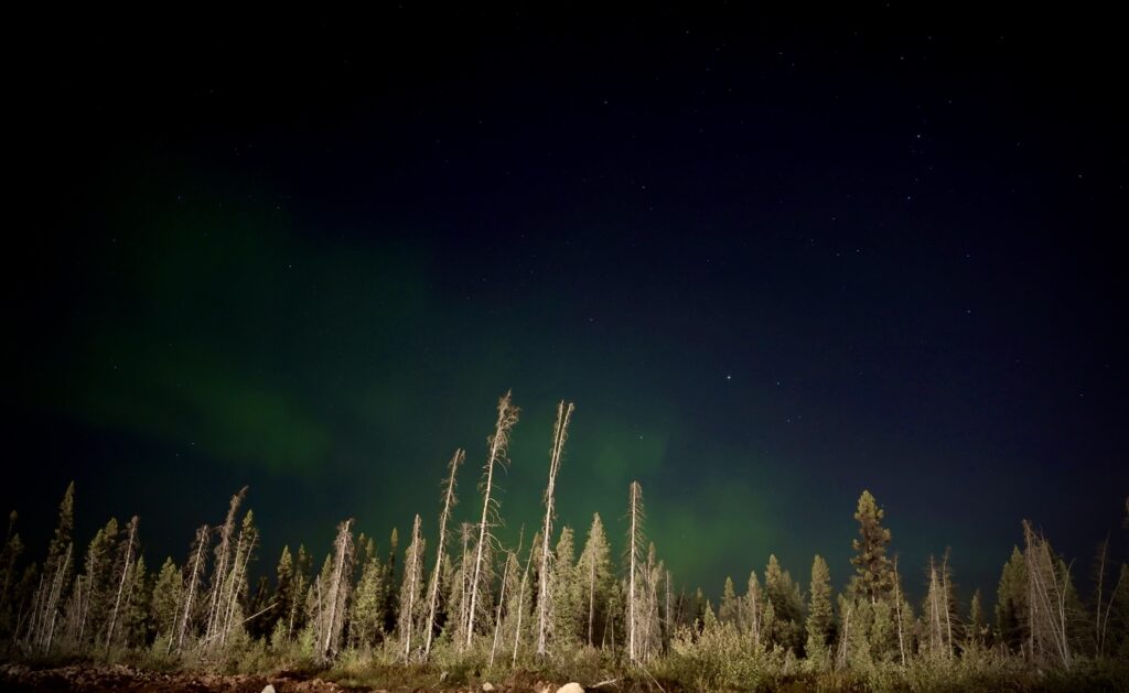 A faint green glow from the Northern Lights spreads across the dark night sky above a silhouette of thin, towering trees in a remote forest. The sky is dotted with stars, adding to the magical atmosphere of the scene.