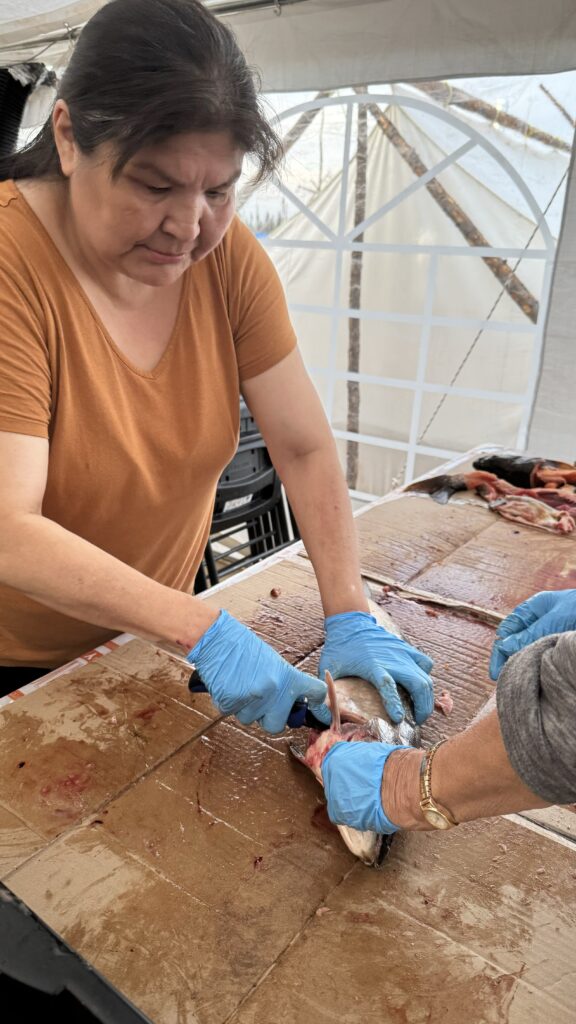 A woman wearing a brown shirt concentrates as she uses a knife to clean a fish. She’s standing inside a white tent with plastic chairs in the background.