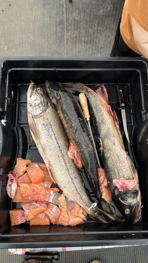 A container filled with cleaned fish, including large fillets and whole fish, with some salmon pieces arranged on the side, ready for cooking or further preparation.