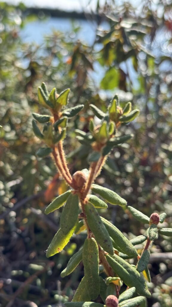 A close-up view of a native plant, with soft green leaves and delicate stems, bathed in sunlight. The intricate details of the plant’s structure echo natural patterns, similar to traditional Naskapi designs in beadwork and painted coats. The background softly fades into a blur, hinting at a serene lake and surrounding greenery in the distance.