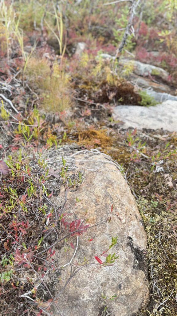 A close-up view of rocky ground covered in moss, lichens, and small shrubs with red and green leaves. Among the plants, a large rock is central to the image, blending into the earthy, natural surroundings. The colors of the foliage hint at early autumn, with a mix of muted greens, yellows, and reds.