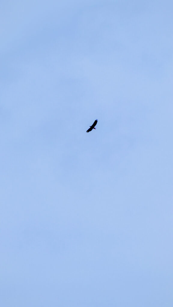 A lone eagle soars high in the sky, its wings fully spread as it glides effortlessly in circles. The bird appears small against the vast expanse of the blue sky, symbolizing freedom and a spiritual connection with nature.