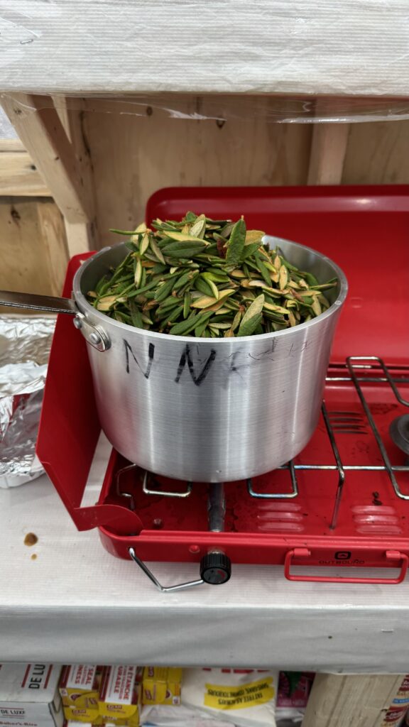 A metal pot filled with leaves, placed on a red portable gas stove. The pot is marked with the letters "NNK" and is simmering on the stove, preparing ᐃᐦᑕ (traditional medicinal Labrador tea). The kitchen in the background is stocked with supplies, and the tea is likely being prepared for its healing properties, particularly as many people in the camp have been coughing.