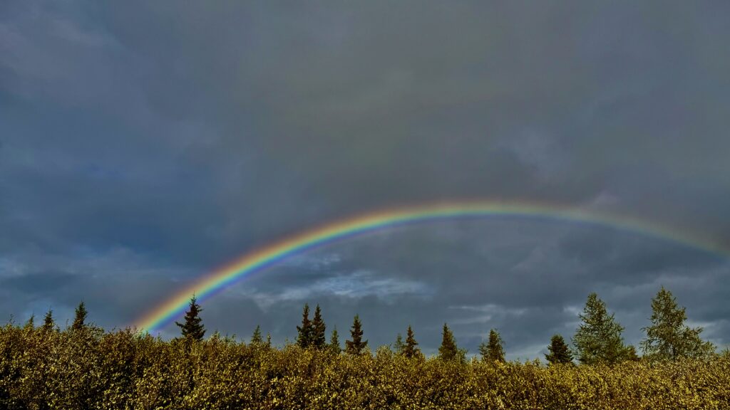 An expansive rainbow arcs across the sky above a line of treetops after a rainstorm. The dark clouds contrast with the vibrant colors of the rainbow, creating a serene and peaceful moment in nature.