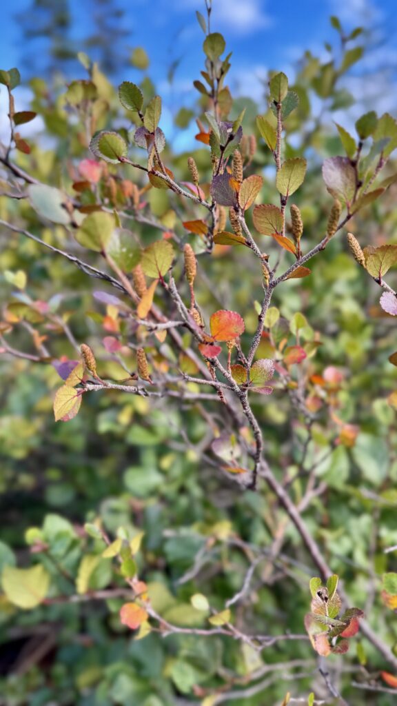 Close-up of branches and leaves beginning to turn shades of orange and red, signaling the arrival of autumn. The leaves are surrounded by greenery under a bright blue sky.