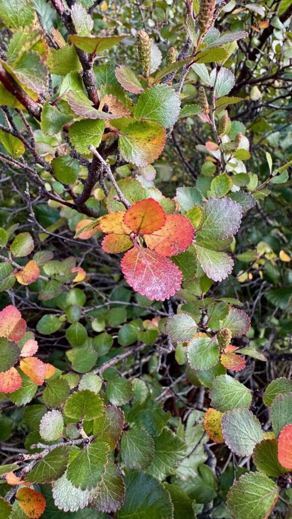 A cluster of small, round leaves in various shades of green, orange, and red, showing the early colors of autumn. The branches are densely packed with foliage as the season transitions.