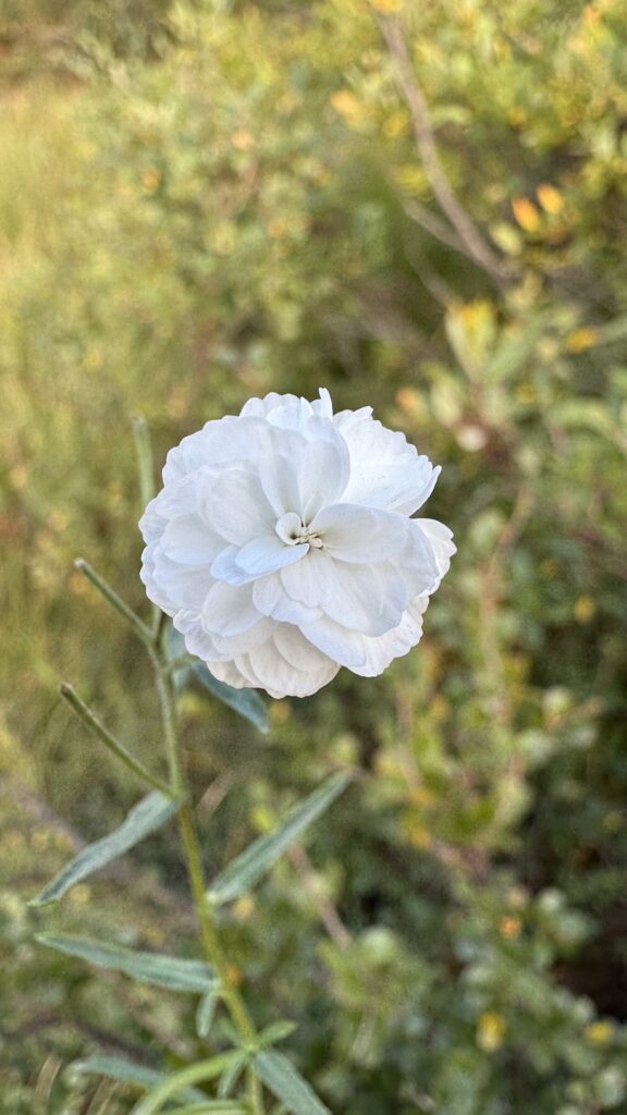 A small white flower resembling a carnation stands out against a green, blurred background. Its delicate petals are layered and slightly ruffled, with the surrounding leaves swaying in the breeze.