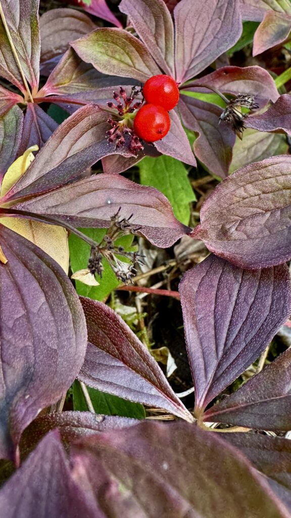 A pair of bright red berries sit atop a bed of reddish-purple leaves. The leaves have a slightly waxy texture and are part of a plant likely to be Bunchberry (Cornus canadensis).