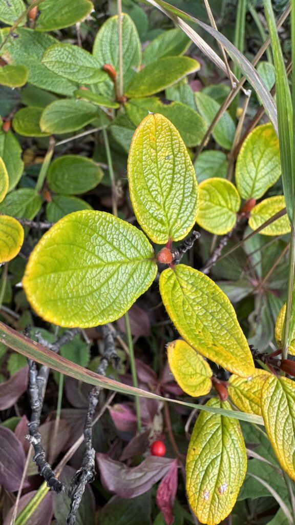 Bright green leaves tinged with yellow stand out among surrounding vegetation. The plant is low to the ground, possibly an early sign of autumn approaching, with some stems supporting red berries.