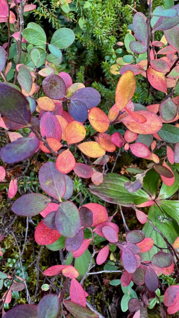 A mix of vibrant fall colors—green, orange, red, and purple—on small, rounded leaves in a dense shrub. The leaves show the seasonal change, with the plant’s foliage gradually turning autumnal.