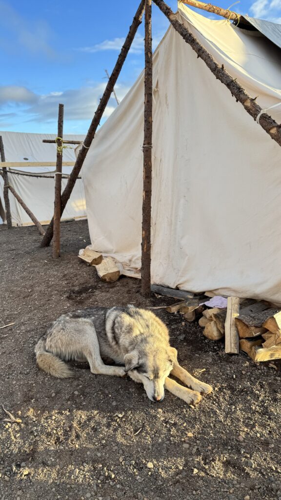 A gray and white dog lies curled up on the ground next to a canvas tent framed by wooden poles. The dog rests peacefully as the late afternoon sun casts a warm glow over the camp.