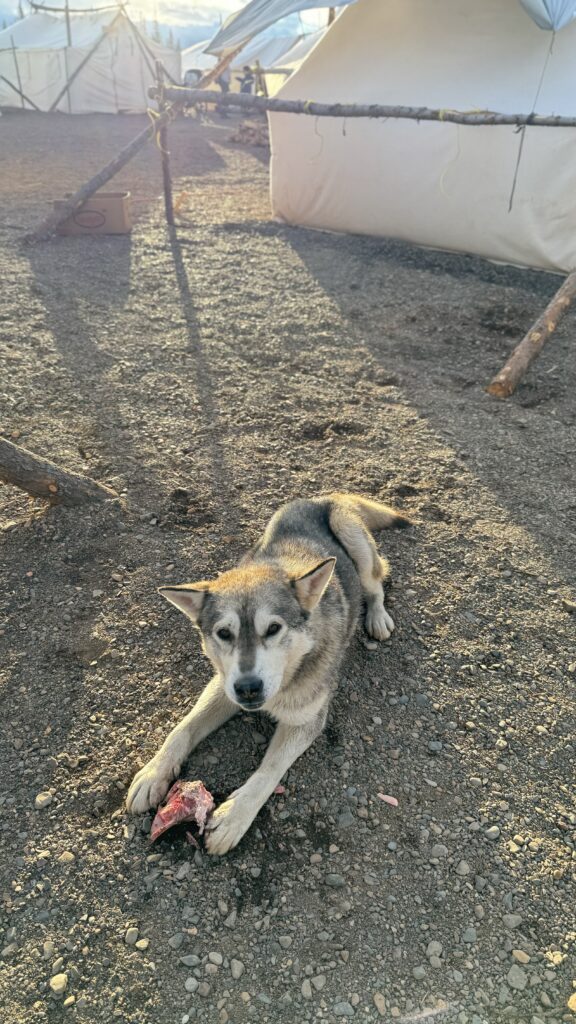 A gray and white dog lies on the ground, holding a piece of a caribou bone between its paws. The camp is set up in the background with white canvas tents and wooden supports, while the dog enjoys its meal in the golden sunlight.