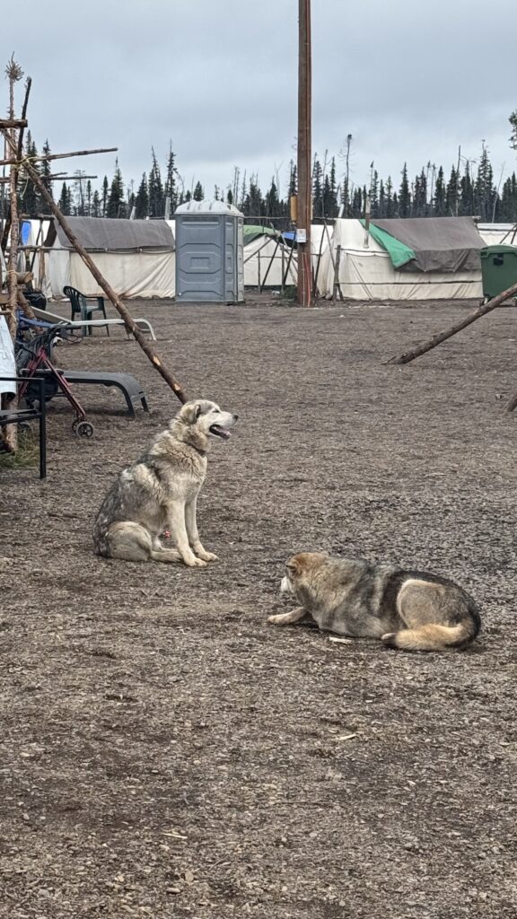 This image shows two camp dogs, one sitting and one lying on the ground, in front of a rugged campsite. The backdrop includes a large tent, a portable toilet, and other camping equipment scattered around. The dogs appear relaxed yet vigilant, embodying a calm and watchful presence in the cool, outdoor environment. Tall evergreen trees line the horizon under a cloudy sky.