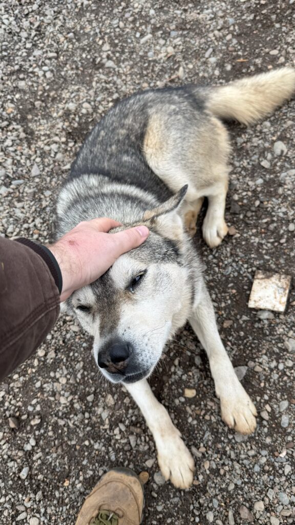 This image captures a close-up of a gray and white dog being petted on the head. The dog appears calm and content, with its eyes slightly closed as it enjoys the affectionate gesture. The scene is set on a gravelly ground, with the person’s hand resting on the dog’s head and part of a boot visible in the frame. The dog’s tail is relaxed, and its paws are in view, emphasizing a serene moment.