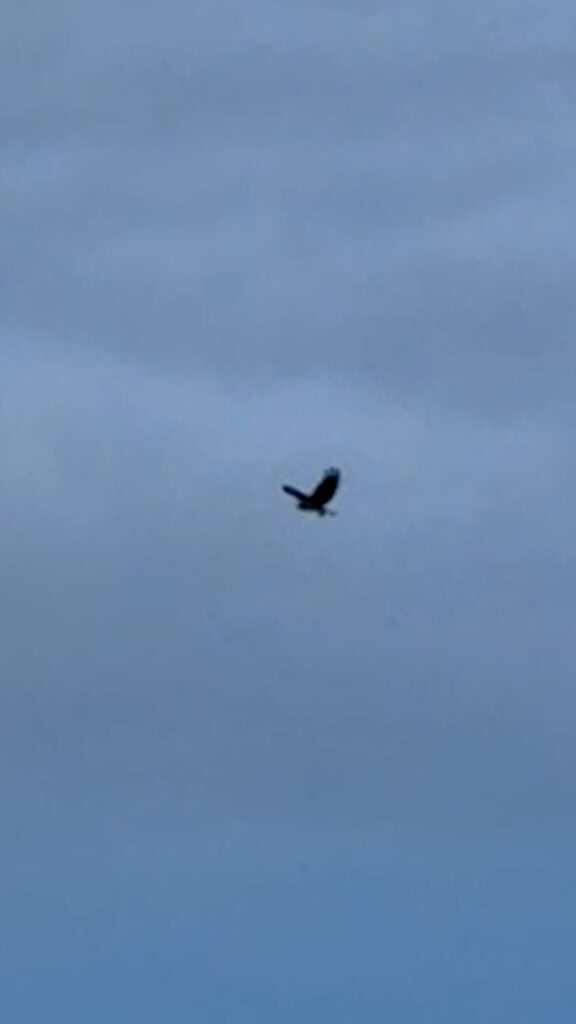 This image captures a lone eagle in flight against a backdrop of a gray, overcast sky. The bird is seen mid-air, its wings spread wide, seemingly gliding or struggling against the wind. The expansive sky emphasizes the eagle's solitary presence and the natural challenge it faces in the windy conditions.