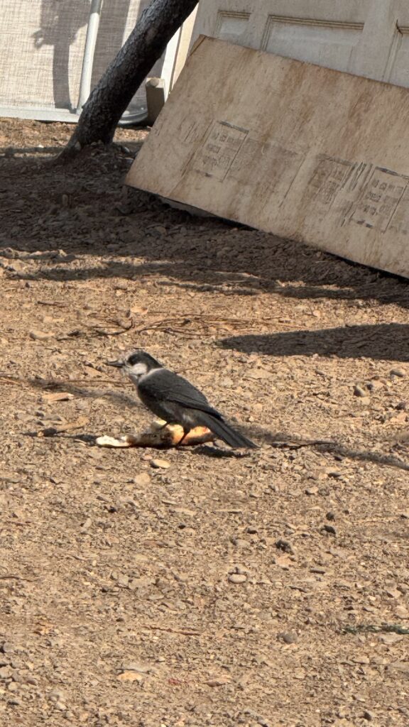 This image shows a Whiskyjack (also known as a gray jay or Canada jay) standing on the ground, pecking at a discarded pizza crust. The bird is in a rustic, outdoor area, with dirt and wooden boards leaning against a tree in the background. The scene captures the bird enjoying an opportunistic meal left behind from the previous night.