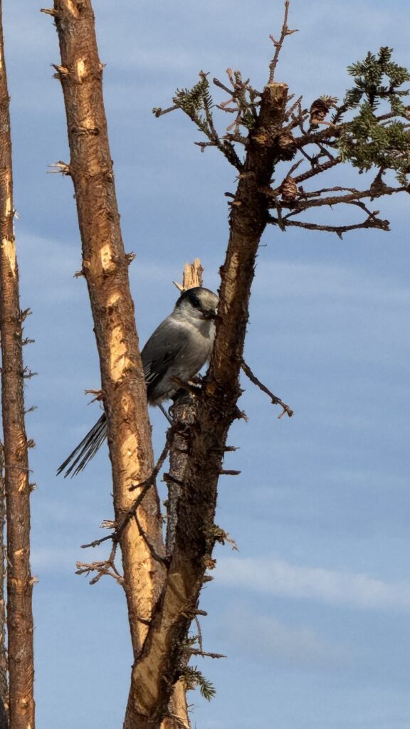 A Whiskyjack (gray jay) perched on a bare tree branch, blending into the rustic natural surroundings. The bird’s feathers are fluffed up, and it seems to be looking around. The background shows a clear, light blue sky, contrasting with the tree’s rough bark.