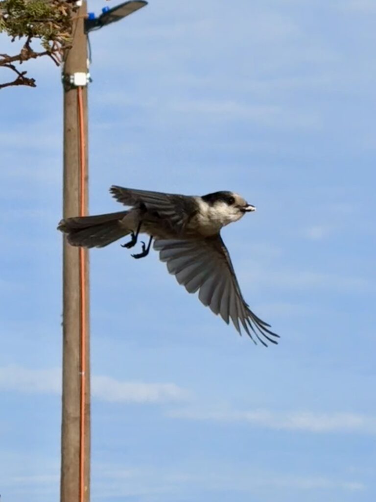 A Whiskyjack in mid-flight, wings spread wide, with a small object in its beak. In the background, a wooden tent pole with a Pepsi can stuck to it is visible, set against the clear blue sky. The bird appears to have just taken off from a nearby perch.