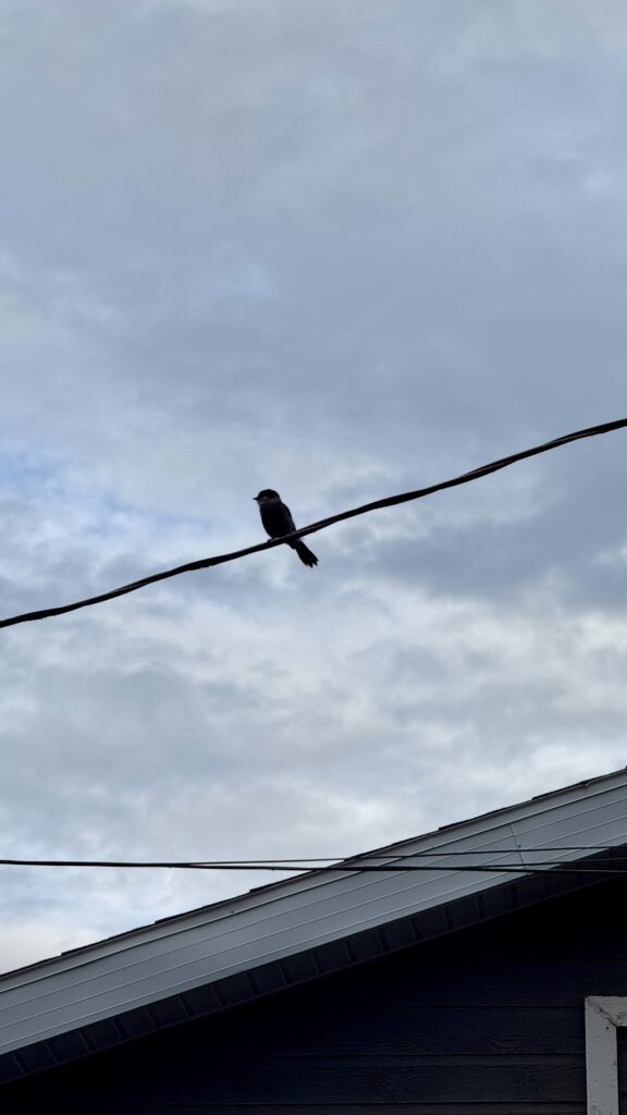 A small bird, identified as a whiskychak (Canada jay), perches on an overhead wire against a cloudy sky. The roof of a house is visible below, and the bird appears to be watching the scene below curiously.