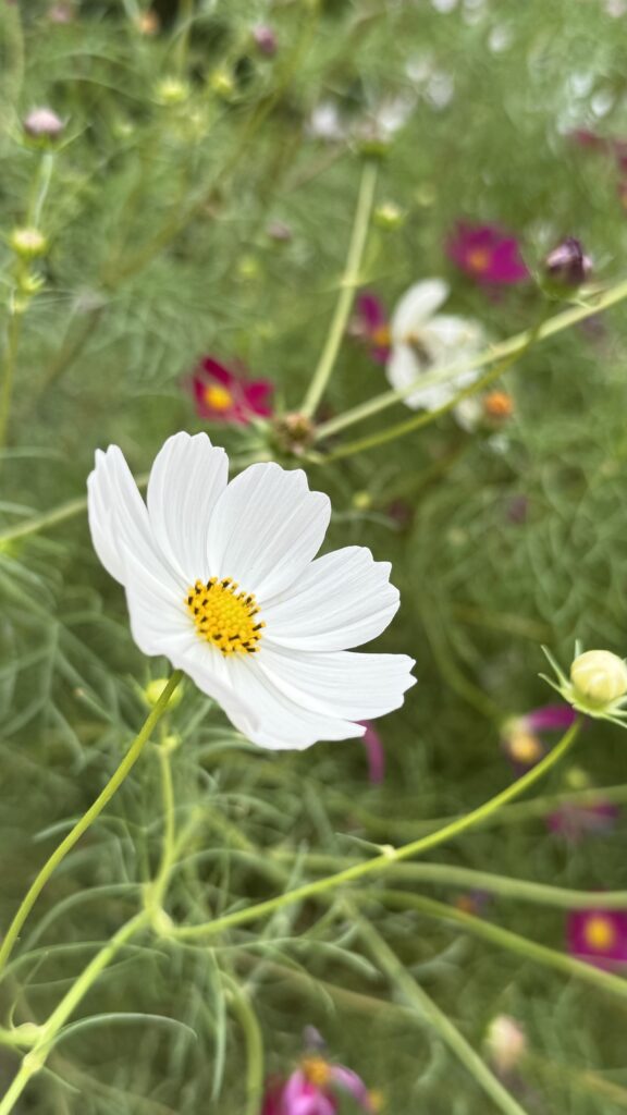 A close-up of a delicate white flower with a bright yellow center, surrounded by blurred green stems and leaves in the background, with hints of pink and purple flowers peeking through.