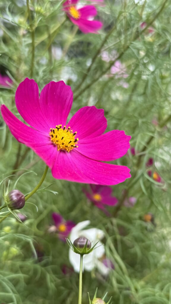 A vivid pink flower with a yellow center standing out against a soft background of blurred greenery and other pink flowers, with flower buds in the foreground just starting to open.